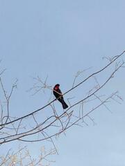 Compsothraupis loricata