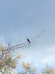 Compsothraupis loricata