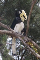 Anthracoceros albirostris