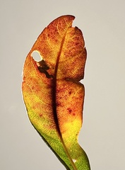 Aspilanta argentifera