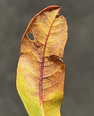 Aspilanta argentifera