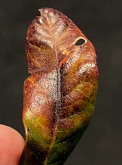 Aspilanta argentifera