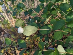 Symphoricarpos albus