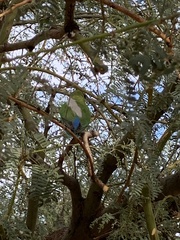 Agapornis roseicollis