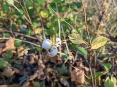 Symphoricarpos albus