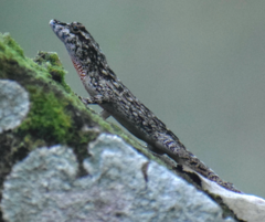 Anolis sulcifrons