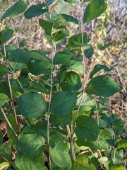Symphoricarpos albus