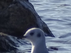 Chroicocephalus philadelphia