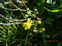 Potentilla
