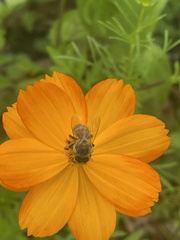 Apis mellifera