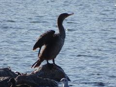 Chroicocephalus philadelphia