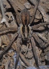 Hogna ferox