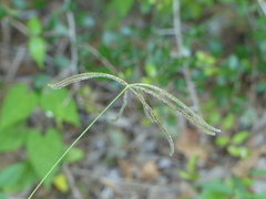 Eleusininae