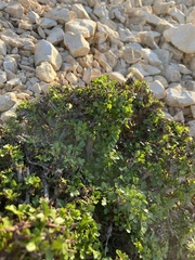 Searsia tripartita