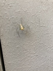 Oxyopes quadrifasciatus