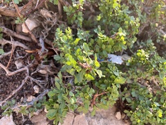 Searsia tripartita