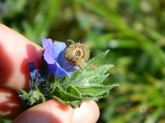 Heliothis viriplaca