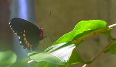 Parides erithalion