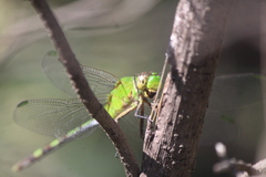 Erythemis vesiculosa