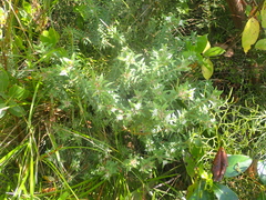 Pimelea tomentosa