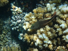 Paracirrhites forsteri