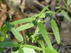 Sida spinosa