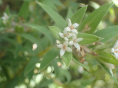 Pimelea tomentosa