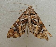 Musotima nitidalis