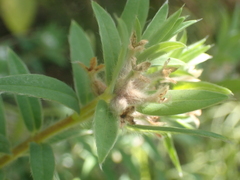Pimelea tomentosa