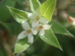 Pimelea tomentosa