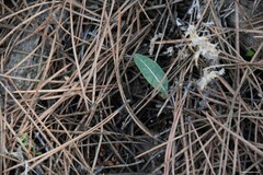 Leuzea conifera