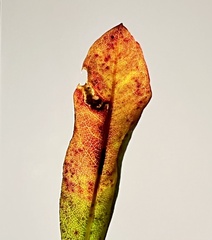 Aspilanta argentifera