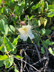 Capparis sandwichiana