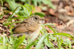 Turdus leucomelas