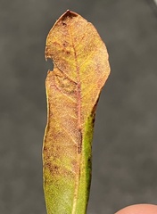 Aspilanta argentifera