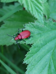 Pyrochroa serraticornis