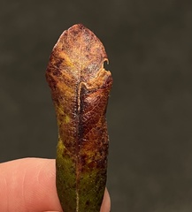 Aspilanta argentifera