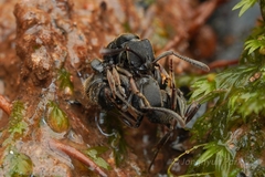 Ectomomyrmex