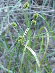 Cyperus echinatus