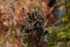Ectomomyrmex
