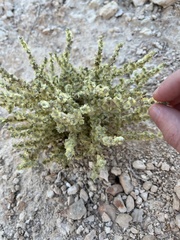 Salsola