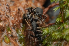 Ectomomyrmex