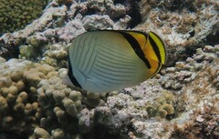 Chaetodon vagabundus