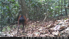 Cephalophorus callipygus