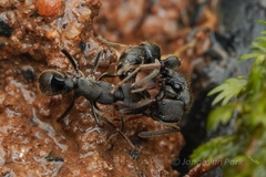 Ectomomyrmex
