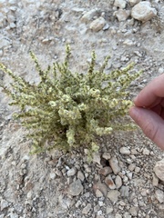 Salsola