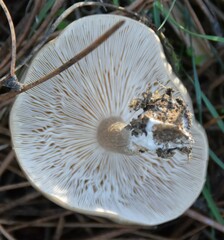 Lepista personata
