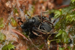 Ectomomyrmex
