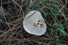 Lepista personata