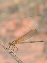 Hetaerina americana